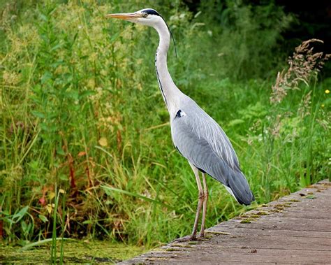  Blauwe Reiger! Een Vogelfreak met een Zacht Hart en Een Strakke Jachttechniek