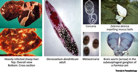  Dicrocoelium Een parasiet met een complexe levenscyclus die de hersenen van schapen infecteert!