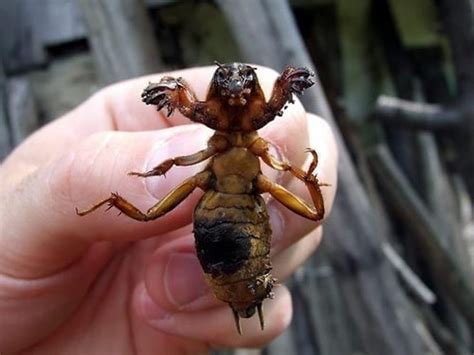  Eerbeest! Een Klein Wezens Met Grote Klauwen die zich Met Een Vuil Pakje Verschuilt