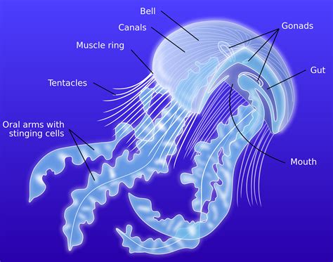 Jagged-Edge Jellyfish: A Single-Celled Swimming Machine That Lives Inside Worms!