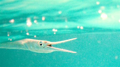  Needlefish: Een Glijdende Scheepsvormige Wonder dat zich Vermomt als een Waterplant!