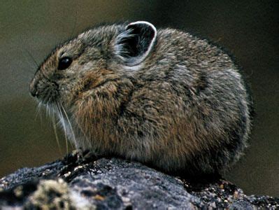  Pika! Een Kleine Wonderaar met Fluweelzachte Vacht en een Ongelooflijke Hoge Piep Toon