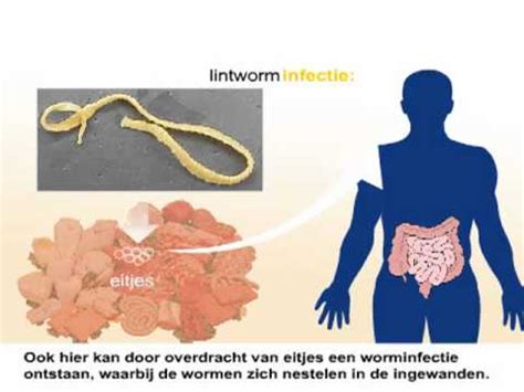  Platyhelminthes: Kan een microscopisch wormpje de maestro van manipulatie zijn?