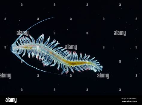  Tomopteris! Een transparant zwemmende worm met een verborgen talent voor bioluminescentie