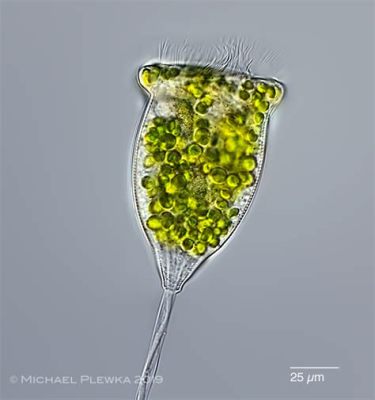  Vorticella! Een fascinerende vortex van een eencellig organisme met trilharen