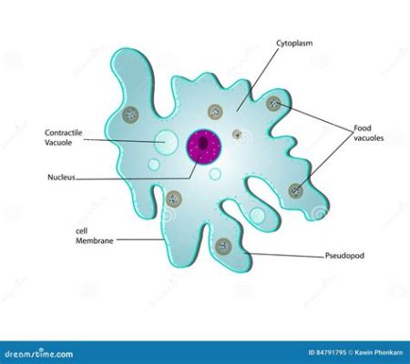  Acanthamoeba: Ontdek De Meesterlijke Microkosmos Van Een Eenvoudige Amoebe Met Verbazingwekkende Aanpassingsvermogen!