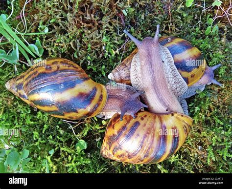  Achatina: Een Slak met een Groots Appetit voor Exotische Planten en een Lucht van Mysterie!