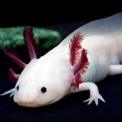  Axolotl: Een Aquatische Amfibie met een Wonderbaarlijke Regeneratiekracht!