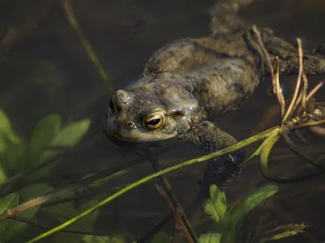  Borkade: Een Amfibie met een Onverwachte Liefde voor het Droge Land!