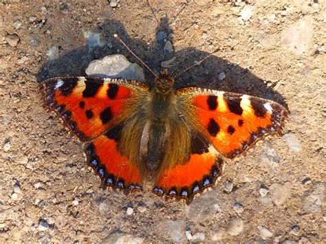  Eversman Butterfly: Met zijn rijke oranje kleur en elegante vluchtpatronen, trekt de Eversman vlinder de aandacht van zowel entomologen als casual natuurliefhebbers!