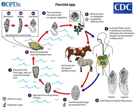  Fasciola Hepatica: Een Buitengewone Parasiet Die Zich Voedt Met Leverweefsel En Verwondert Wetenschappers Met Zijn Complexe Levenscyclus!