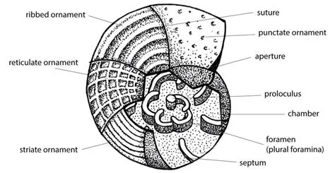  Foraminifera: De verborgen architecten van de oceaanbodem!