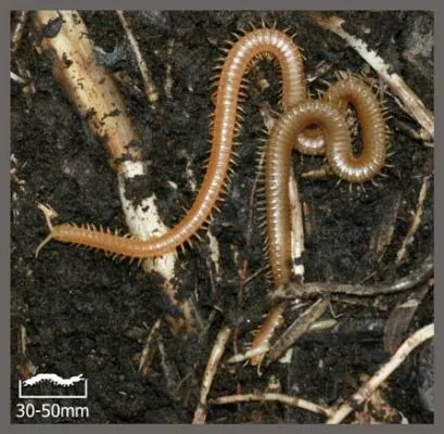 Geophile! Een myriapode die zich thuisvoelt onder de grond en een ware expert is in camouflage