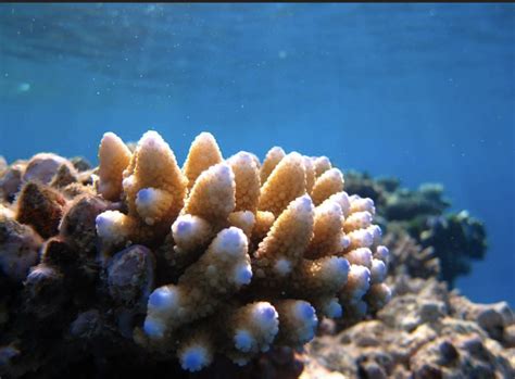  Mushroom Coral: Een wonderlijke symbiose van poliepen en algen die je adem berooft!