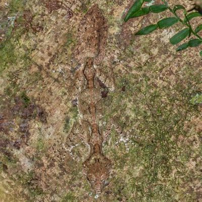  Queensland Leaf-tailed Gecko: Een Arboreal Wonder met Verwonderlijke Camouflagestrijdtechnieken!