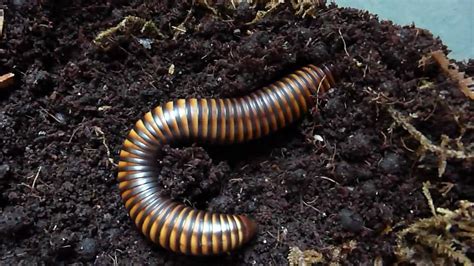    Queensland Millipede: This fascinating creature burrows through the earth!