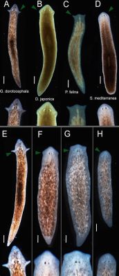  Quoivus! Een Kleine Platworm Met Grote Ambities 