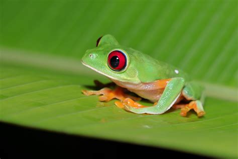   Red-Eyed Tree Frog: Een Boombewoner Met Oogverblindend Rode Ogen En Luidruchtige Nachtelijke Kreten!