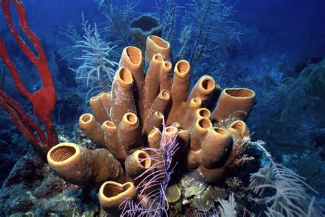  Tuba: Ontdek de Meest Verbazingwekkende Geelgekleurde Kalkzwam van de Oceaan!